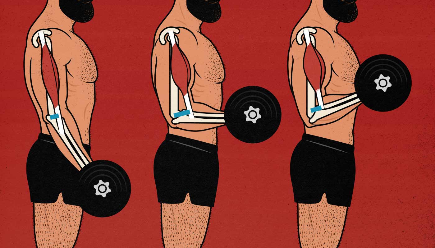 sức mạnh, strength curve, HFI, HT Fitness, Học viện HFI