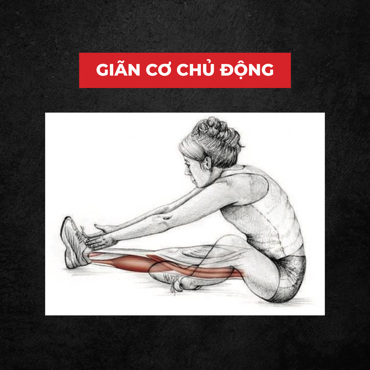 stretching là gì, giãn cơ, giãn cơ chủ động, HFI, HT FItness, Học viện HFI