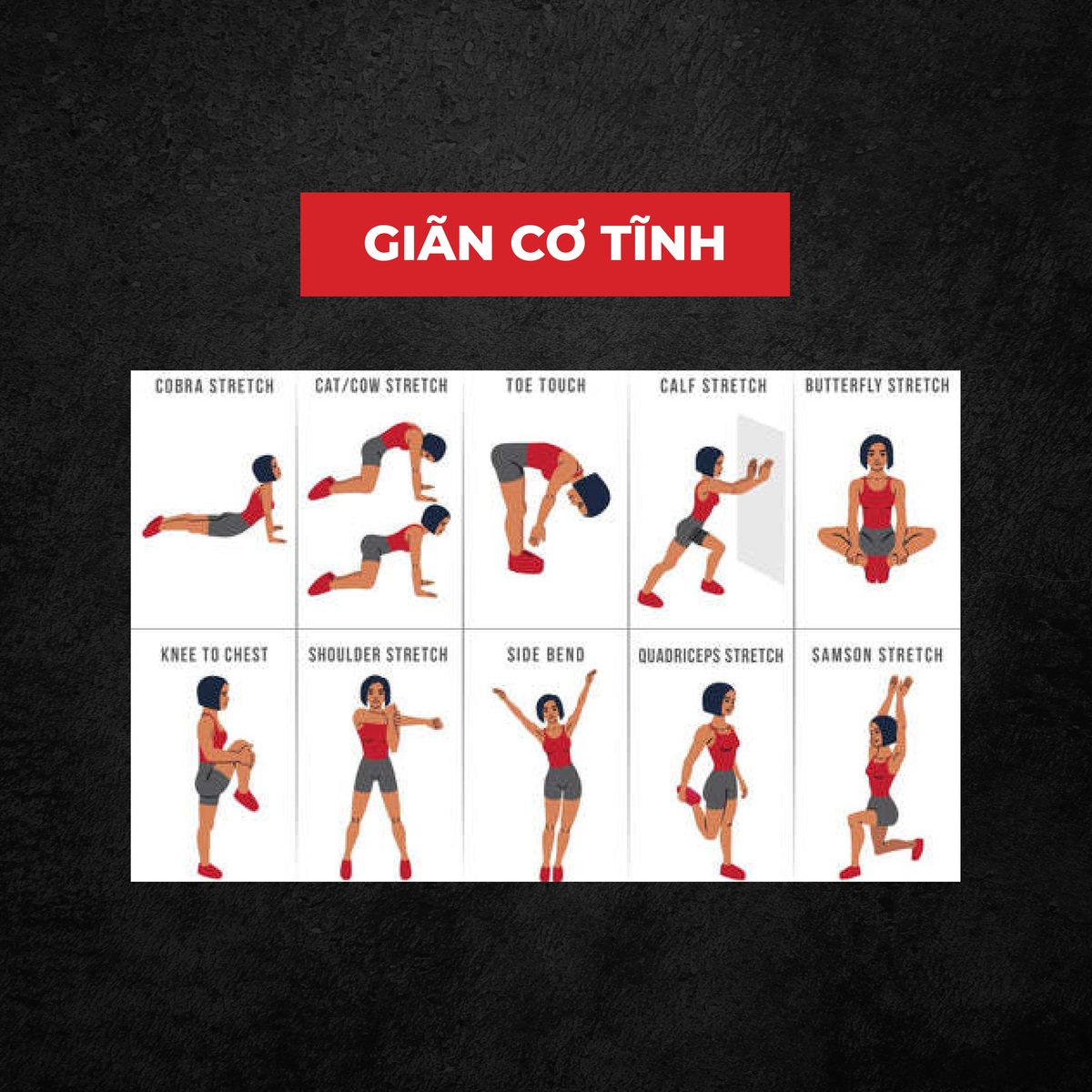 stretching là gì, giãn cơ, giãn cơ tĩnh, HFI, HT FItness, Học viện HFI