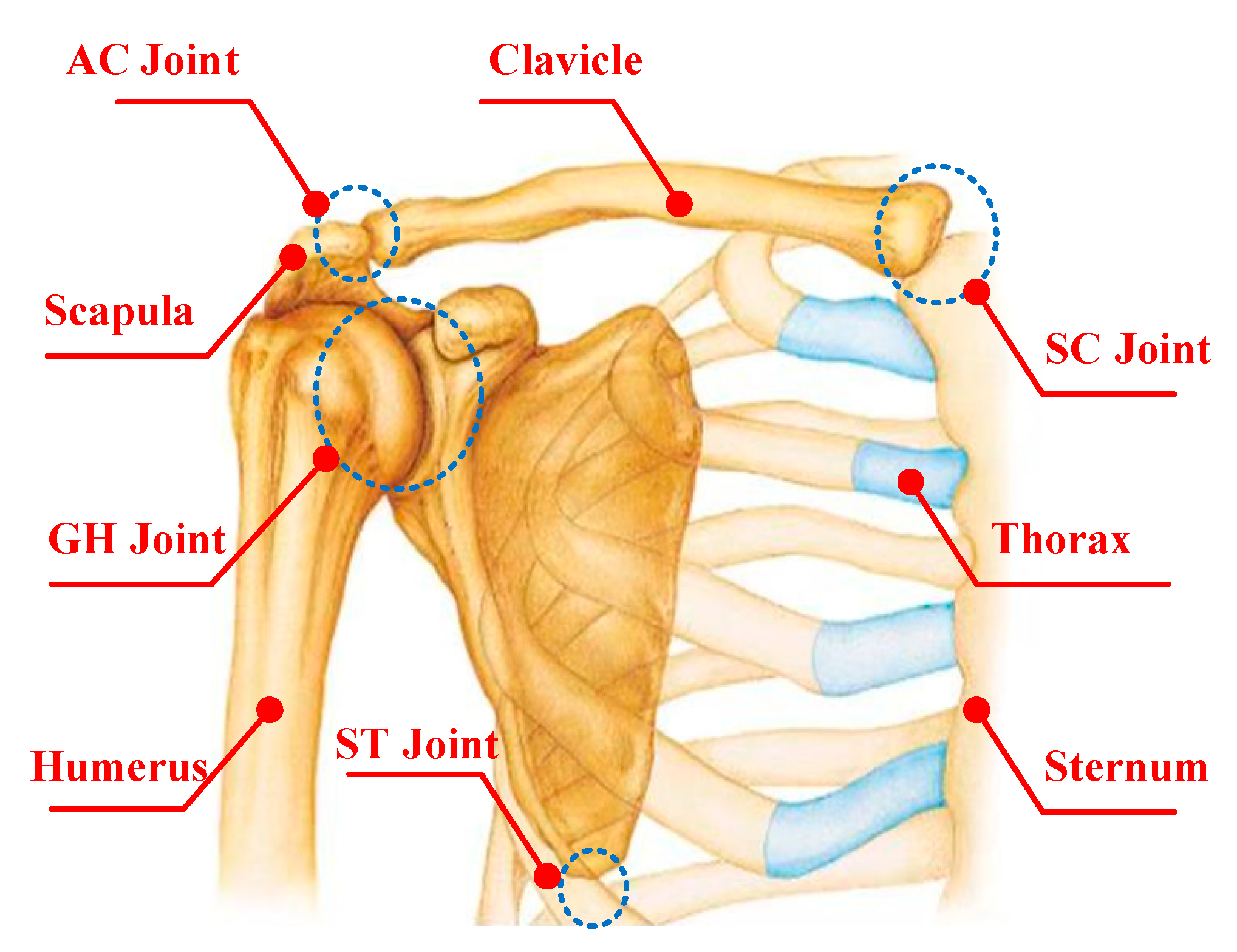khớp vai, phức hợp vai, bài tập vai, cơ vai, đai vai, Shoulder Girdle, HFI, HT Fitness, Học viện HFI