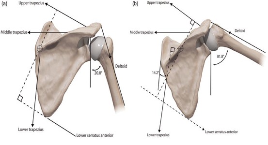 khớp vai, phức hợp vai, bài tập vai, cơ vai, dang vai, HFI, HT Fitness, Học viện HFI