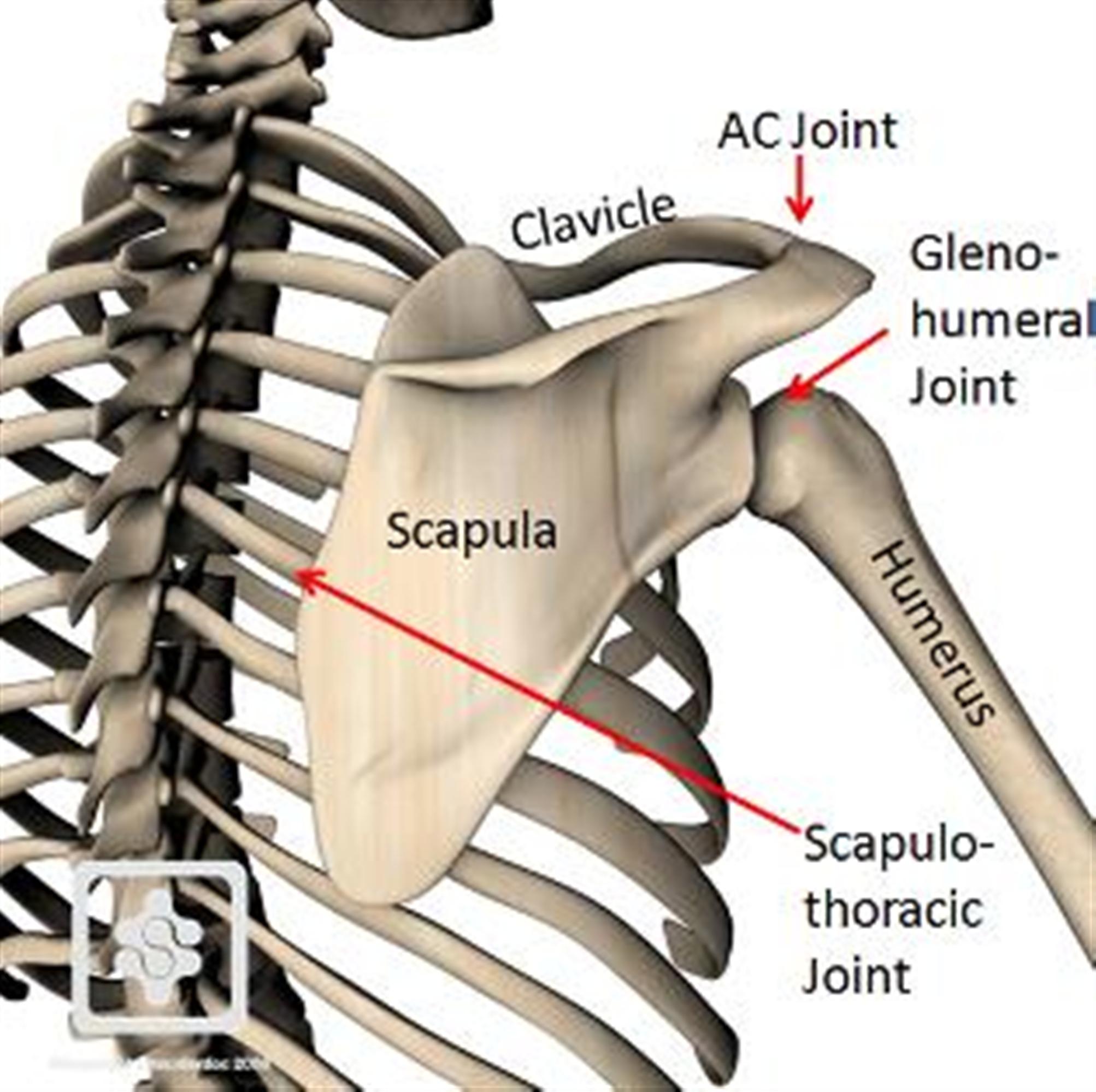khớp vai, phức hợp vai, bài tập vai, cơ vai, khớp bả vai lồng ngực, Scapulothoracic joint, ST joint, HFI, HT Fitness, Học viện HFI