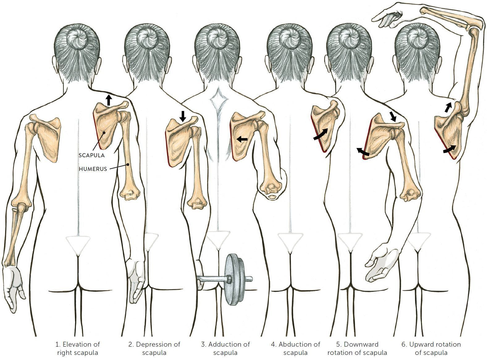 khớp vai, phức hợp vai, bài tập vai, cơ vai, HFI, HT Fitness, Học viện HFI