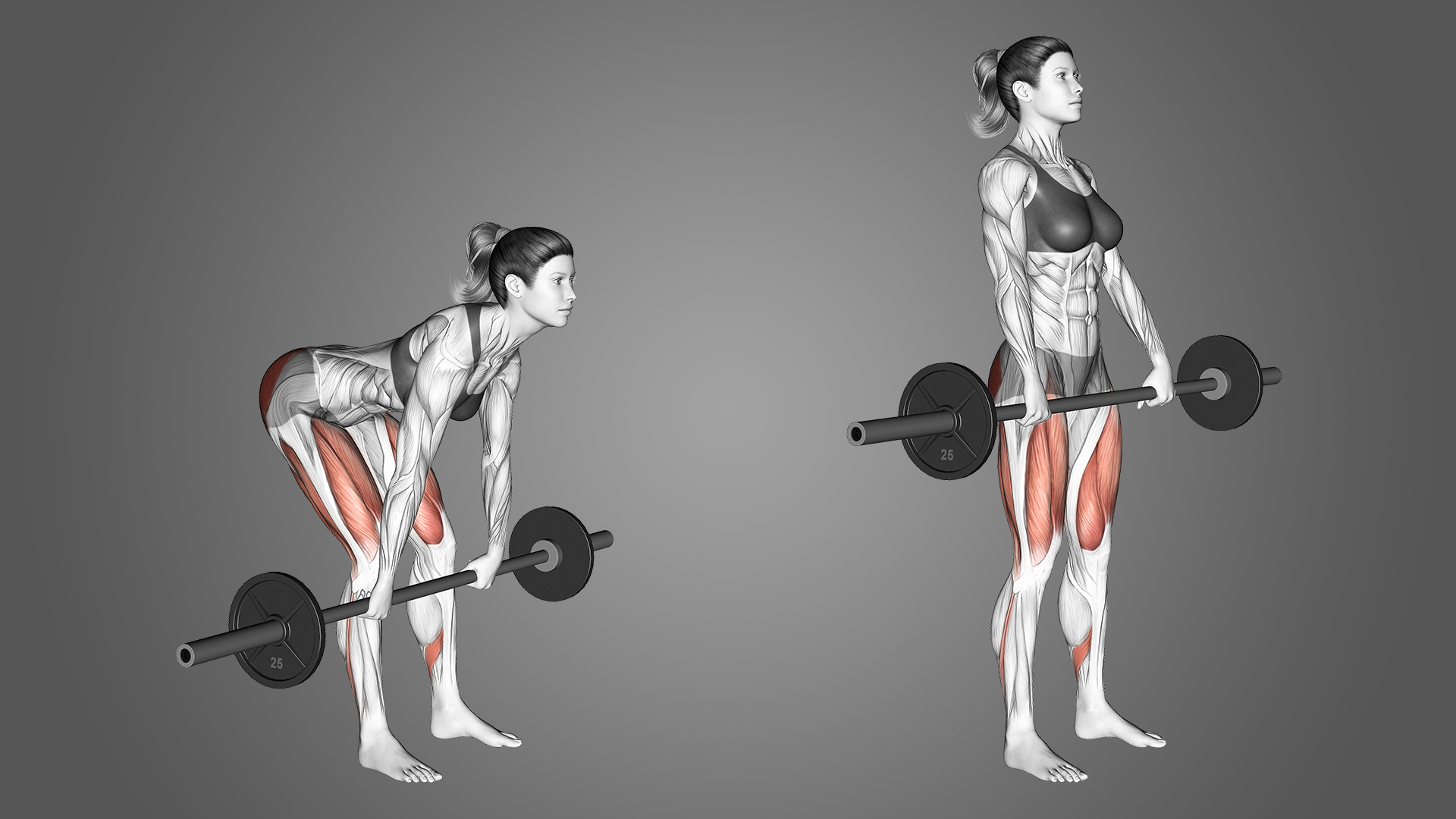 mông to, tập mông, cơ mông, bài tập mông, HFI, HT Fitness, Học viện HFI