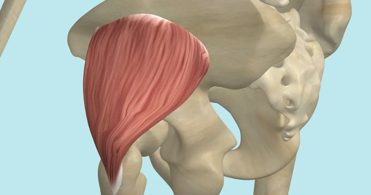 Cơ mông nhỏ là nhóm cơ mông nhỏ nhất nằm bên dưới 2 nhóm cơ mông kể trên.