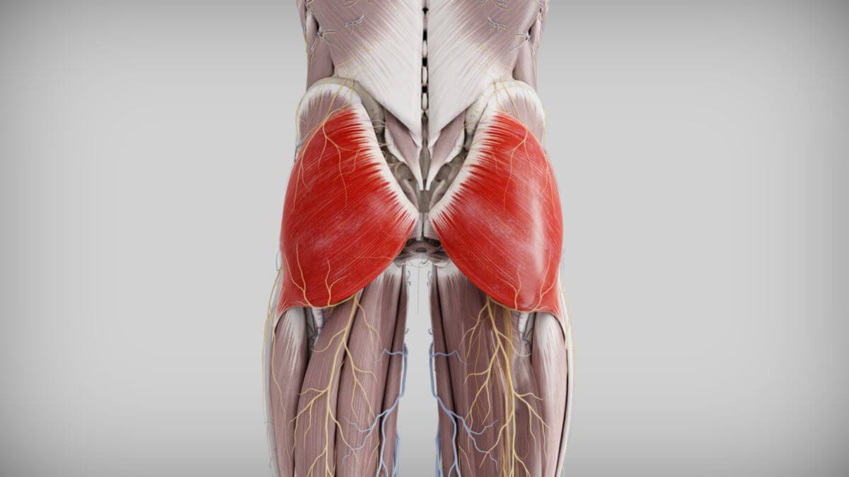 Cơ mông lớn là một trong những cơ bắp lớn nhất và khỏe nhất trên cơ thể con người.