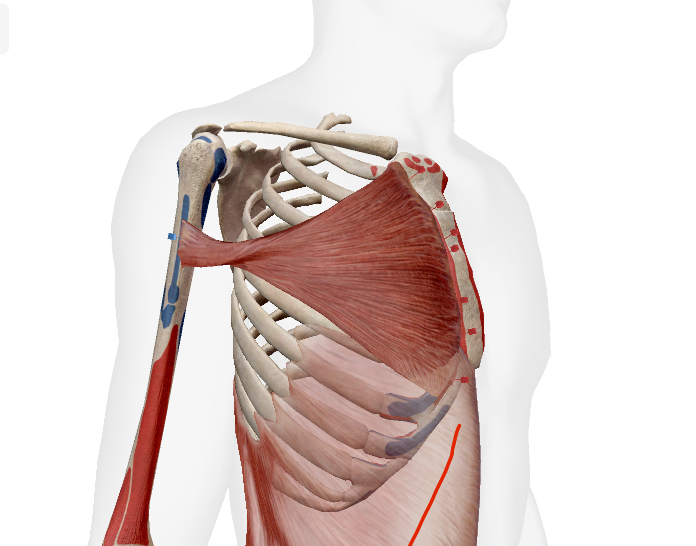 Các bài tập ngực giữa sẽ tập trung tối ưu chuyển động của cơ ngực giữa