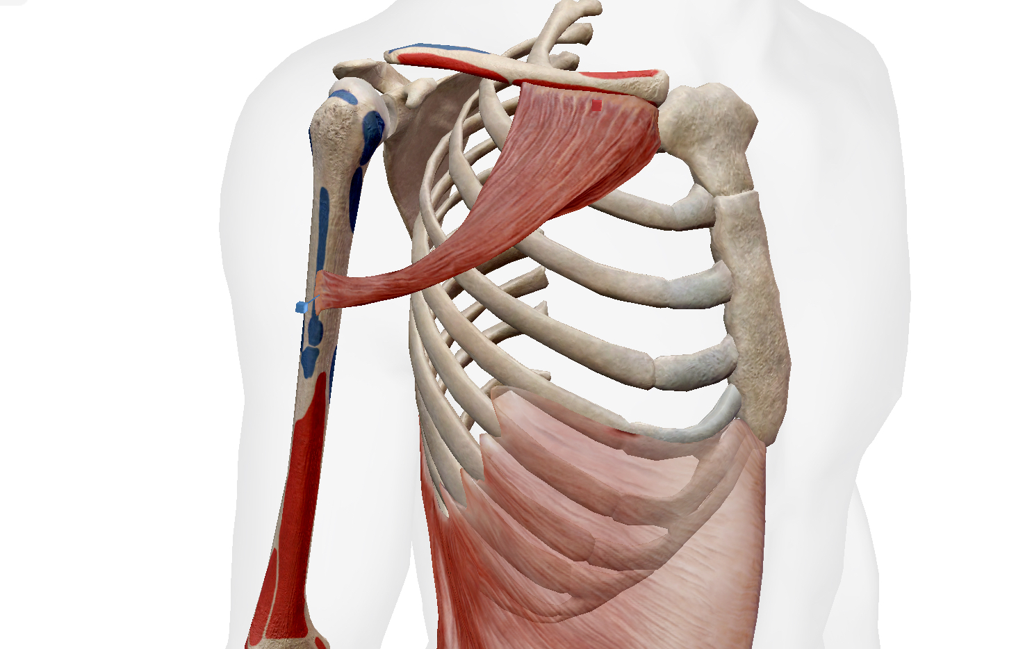 Các bài tập ngực trên sẽ tập trung tối ưu chuyển động của cơ ngực trên