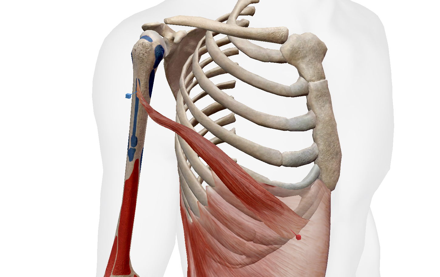 Các bài tập ngực dưới sẽ tập trung tối ưu chuyển động của cơ ngực dưới