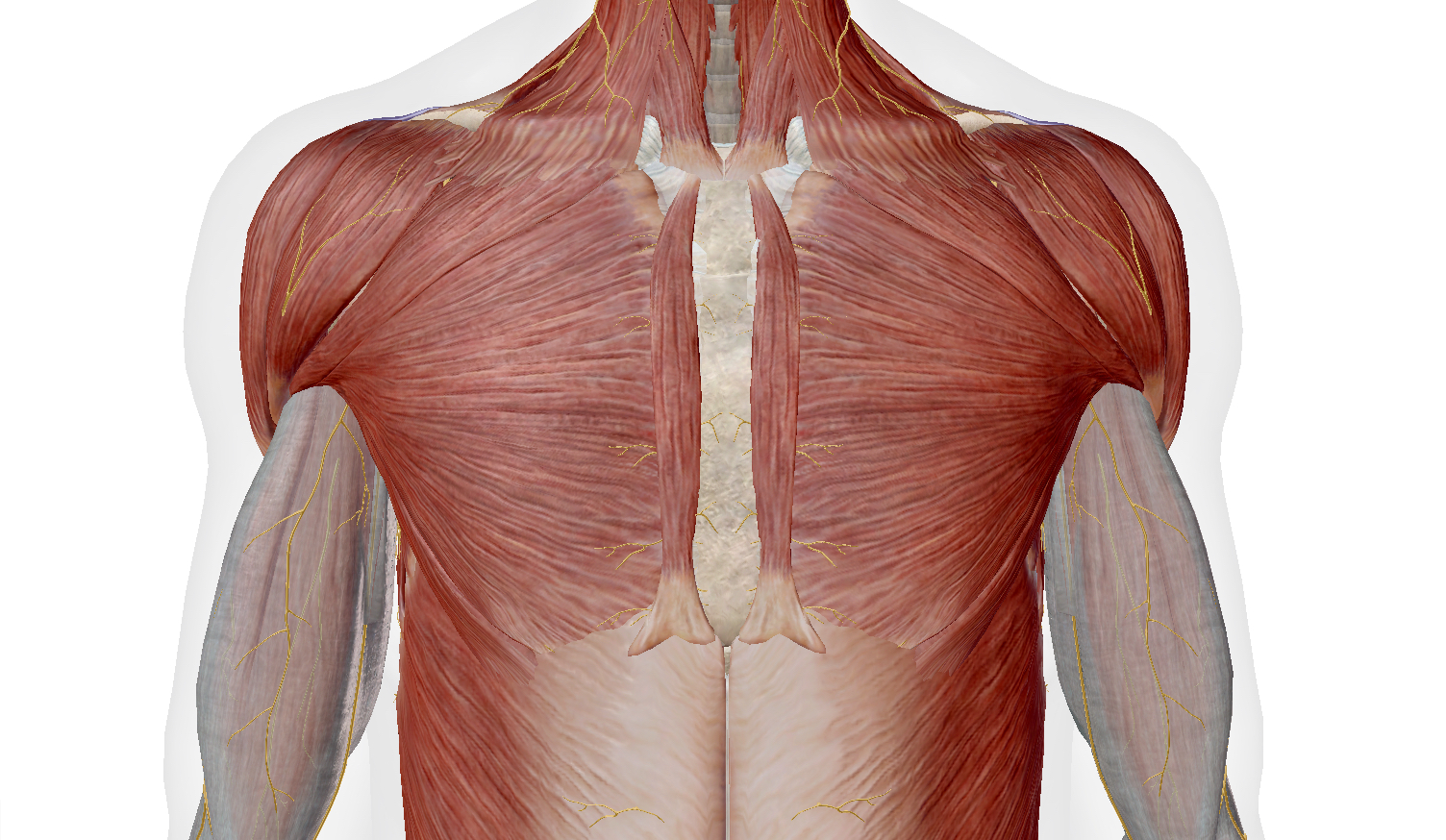 Các bài tập khe ngực khi xét trên góc độ giải phẫu là điều khá hài hước