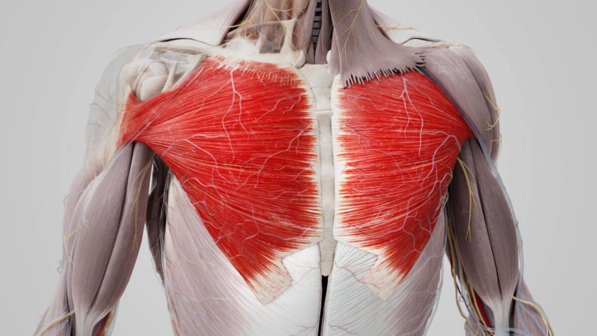 Từ góc nhìn của HFI, chúng ta không nên quá cực đoan trong việc thiết kế các bài tập ngực trên, dưới, giữa khi bản chất cơ ngực lớn chỉ là một bó cơ