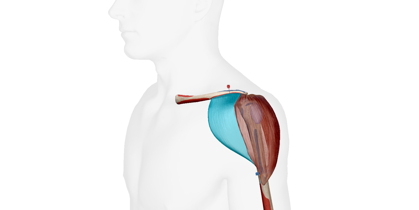 tập vai rộng, tập vai, cơ vai, HFI, HT Fitness, Học viện HFI