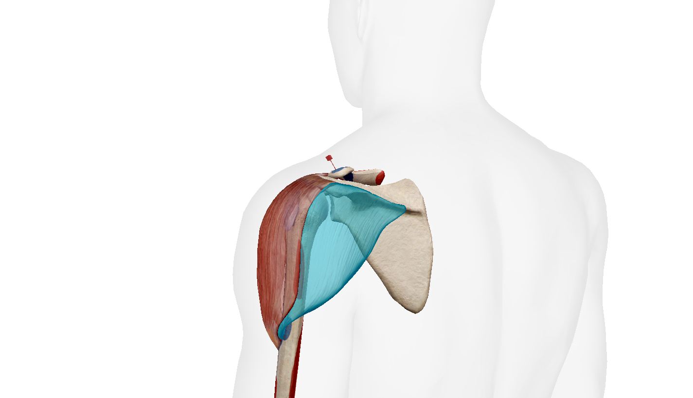 tập vai rộng, tập vai, cơ vai, HFI, HT Fitness, Học viện HFI