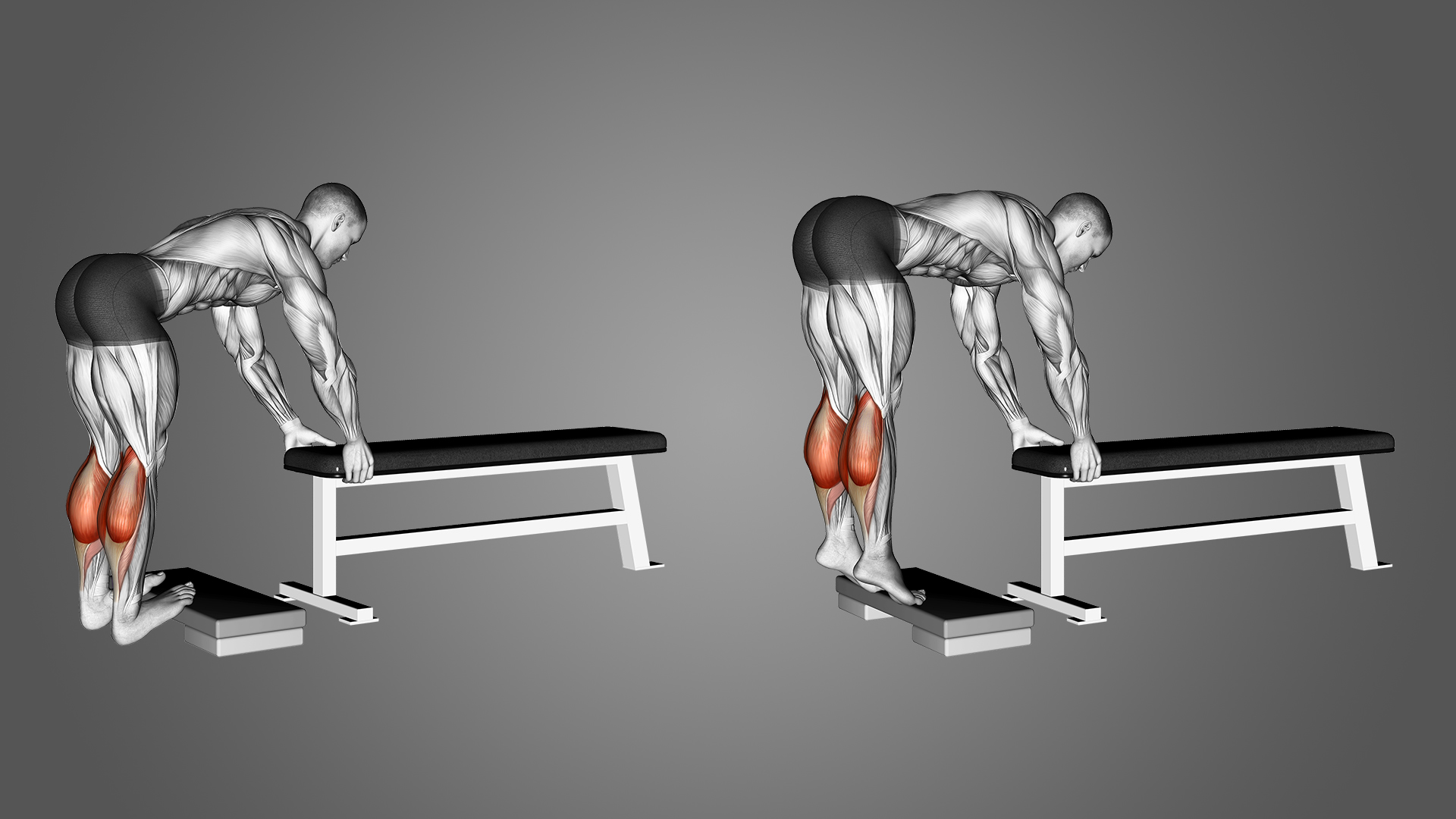 Tập bắp chân với Donkey Calf Raise