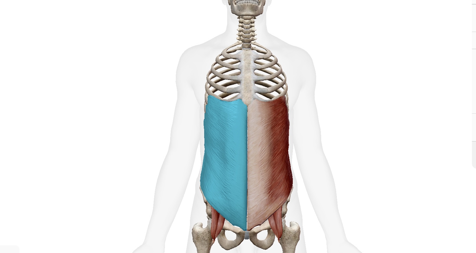 Cơ xiên ngoài – External oblique - là lớp cơ bắp ngoài cùng của vùng core hay thường được hiểu là cơ bụng 6 múi