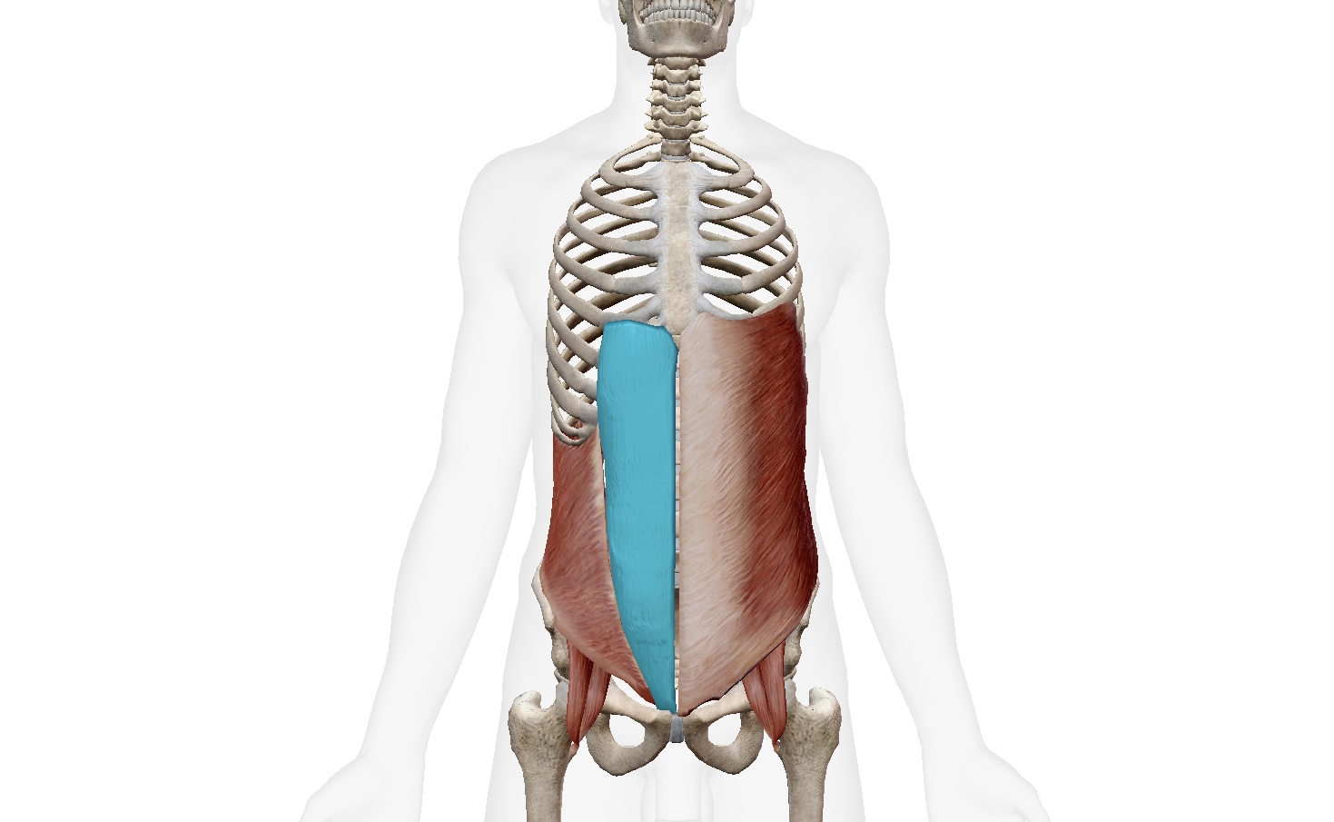 Cơ thẳng bụng – Rectus abdominis - chính là phần cơ bụng 6 múi hay được nhắc đến