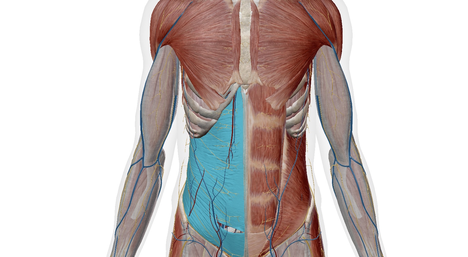 Cơ ngang bụng – Transversus abdominis - có vai trò quan trọng trong khoang bụng