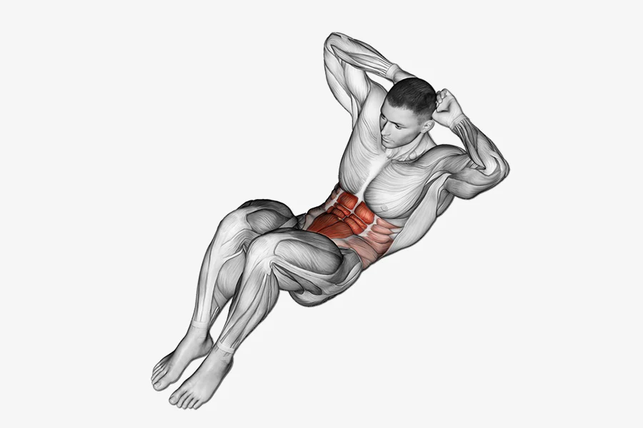 Cơ bụng 6 múi hay các cơ bắp khác thuộc nhóm cơ bụng đa phần có tỷ lệ sợi cơ loại I cao hơn so với sợi cơ loại II