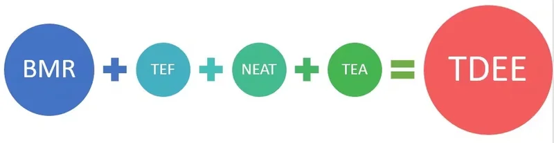 công thức tính tdee