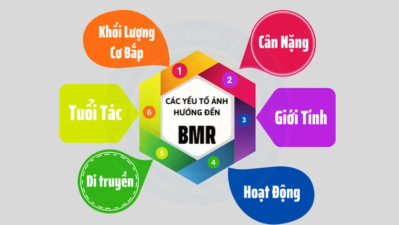 chỉ số bmr
