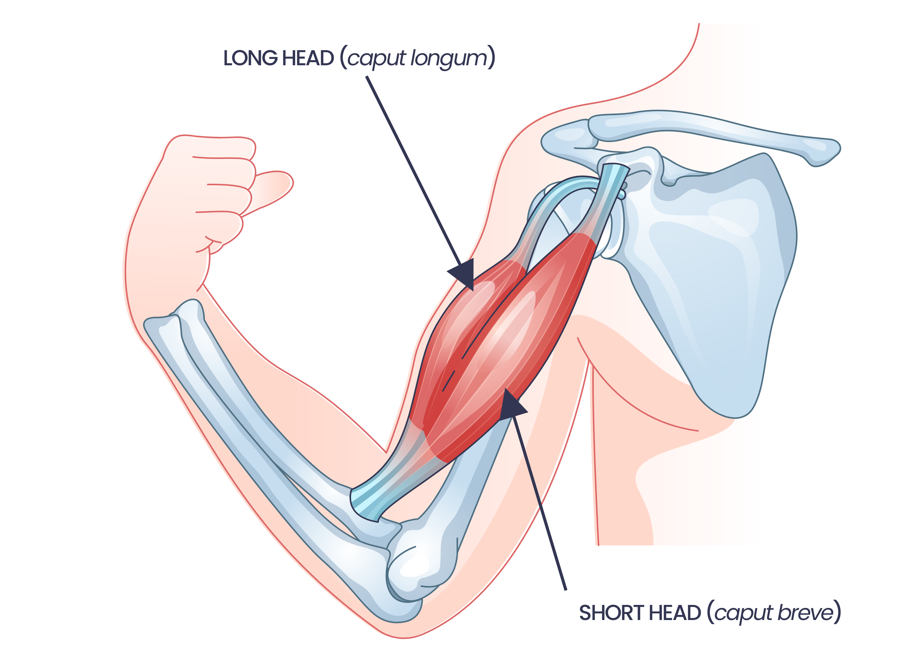 bắp tay, cách tập tay, tập tay, hfi, ht fitness, học viện hfi, cơ tay trước, bicep, 
