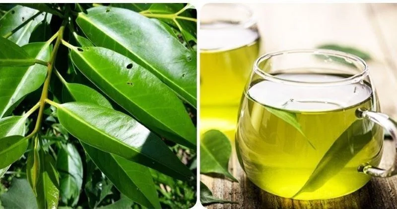 uống gì giảm mỡ bụng