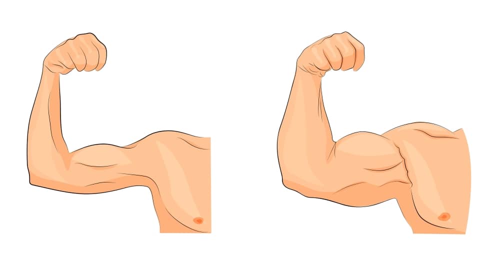 cơ bắp, cách tăng cơ bắp, tăng cơ giảm mỡ, hfi, ht fitness, học viện hfi, hypertrophy, tăng cơ, 