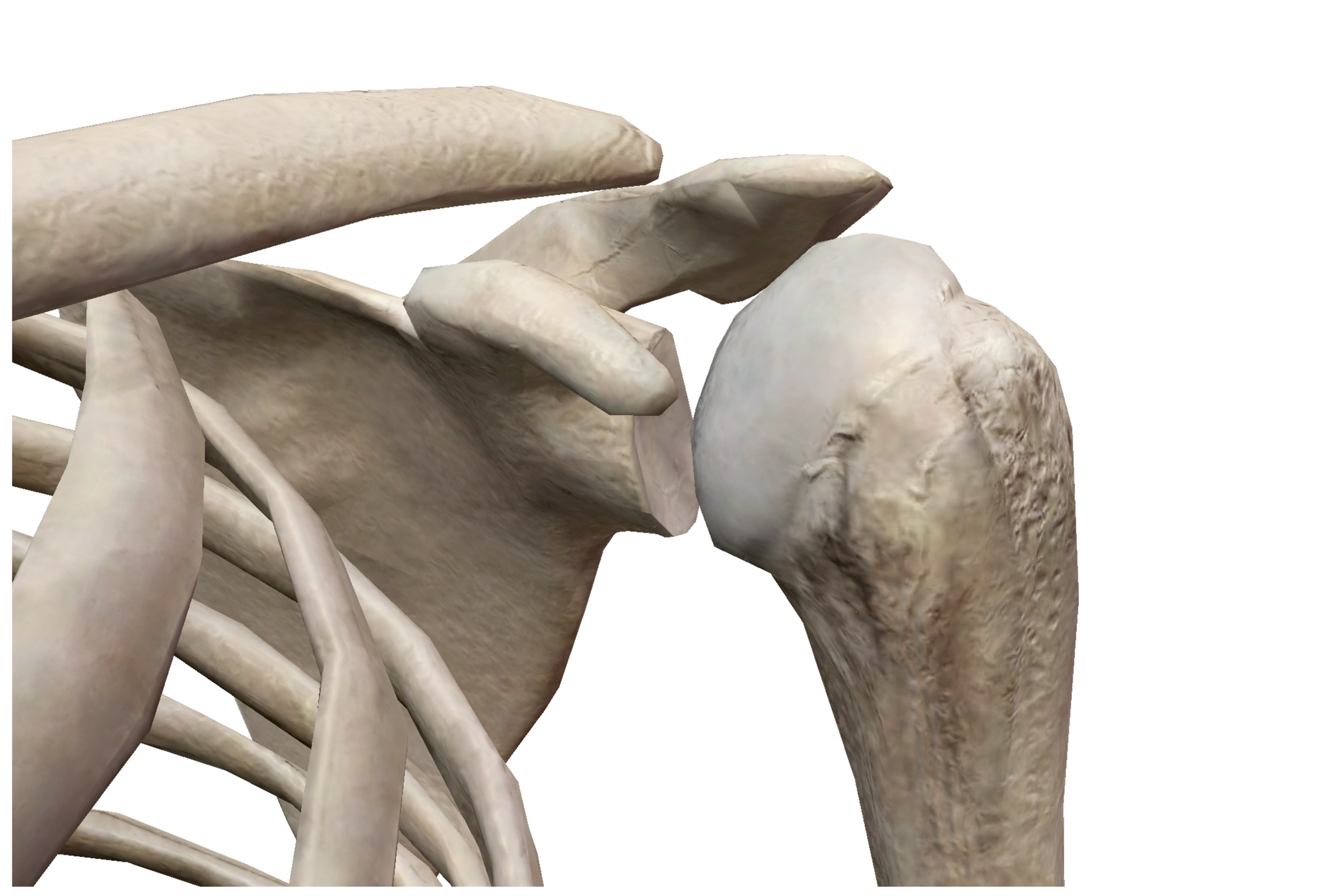 Trật khớp vai là một trong những chấn thương thường gặp nhất ở người chơi thể thao và người tập gym.