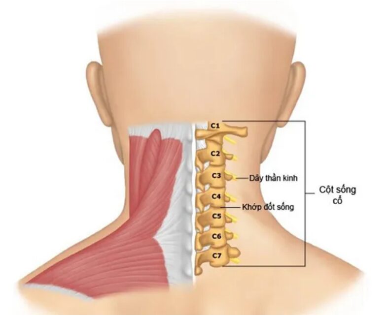 Đốt sống cổ nằm ở phần trên cùng của cột sống, ngay dưới hộp sọ và kéo dài đến vùng ngực trên