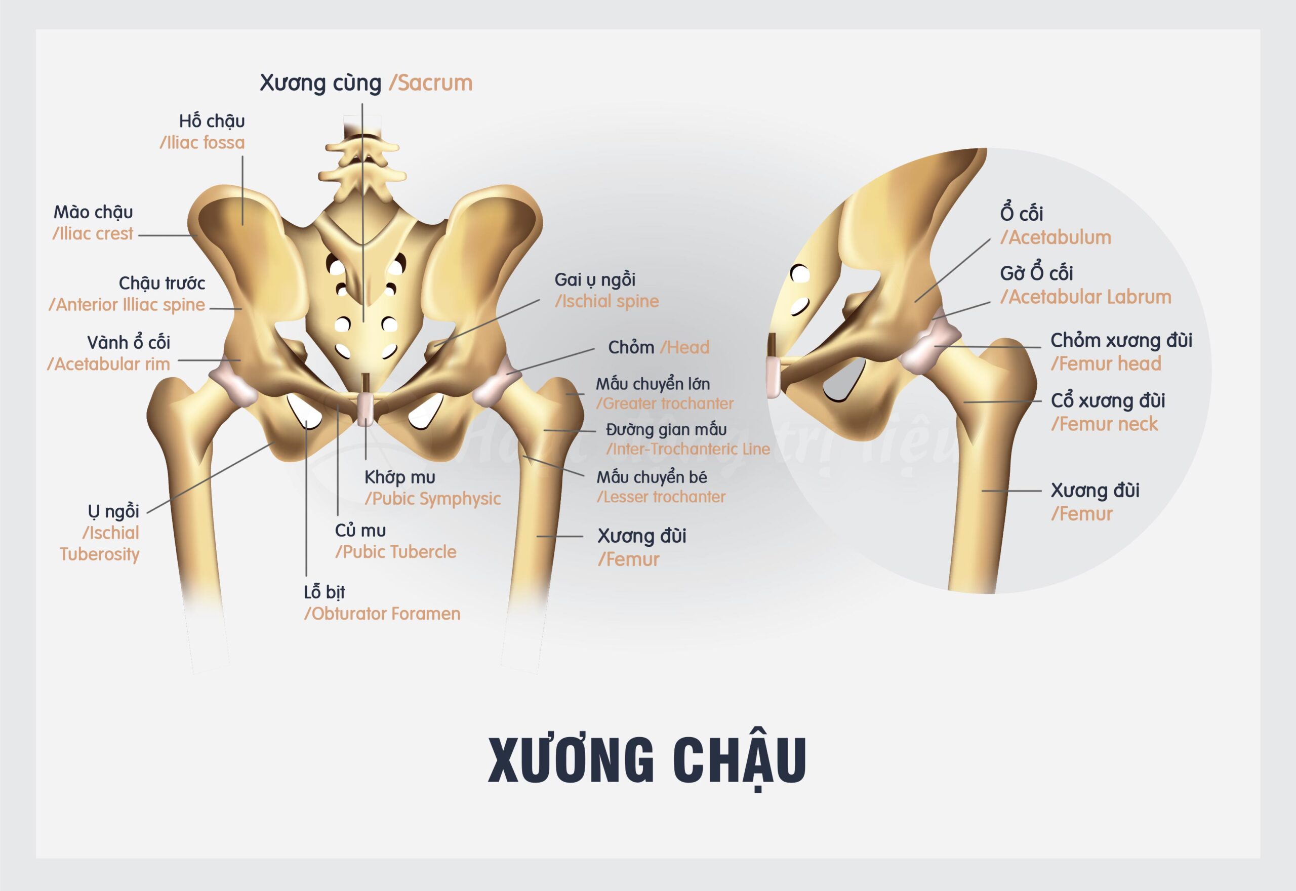 Xương chậu là một tổ hợp gồm nhiều xương ghép lại