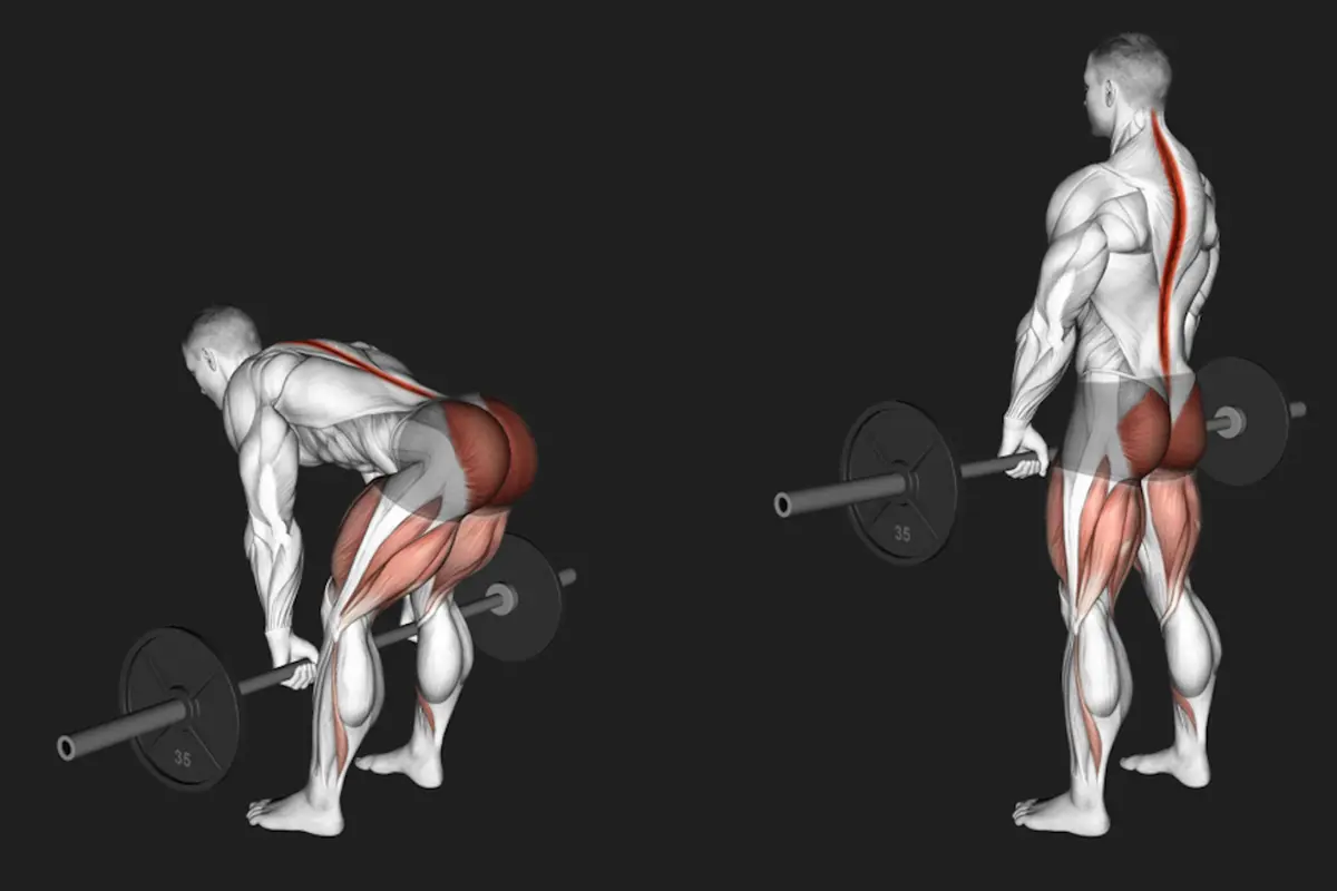 Các biến thể của Deadlift thường sẽ tác động rất hiệu quả vào chuỗi sau của người tập