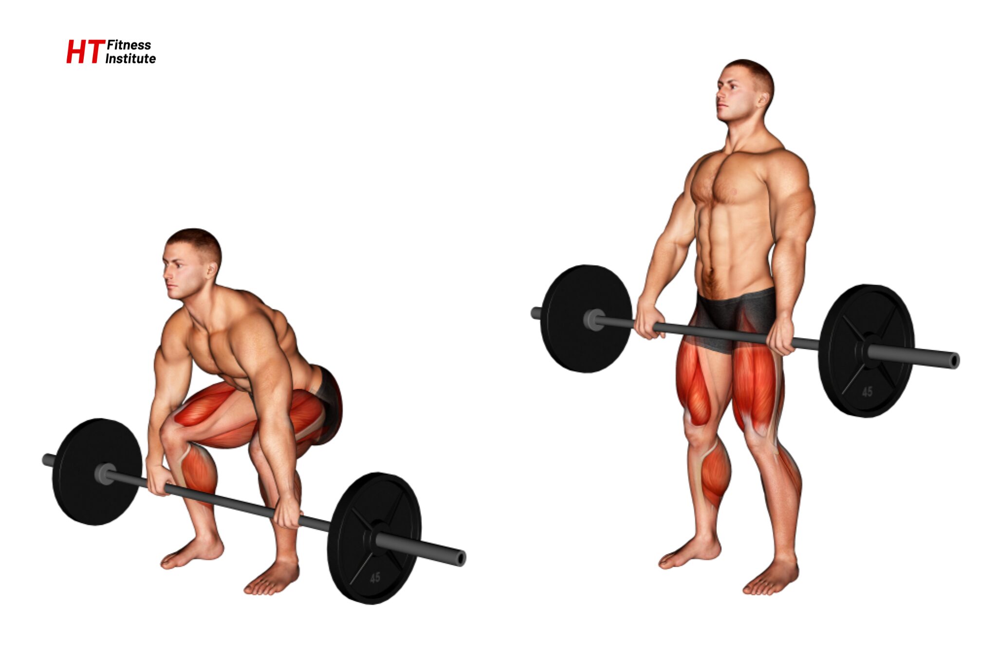 Về mặt giải phẫu học, Conventional Deadlift không tác động cô lập lên một nhóm cơ duy nhất mà kích hoạt toàn bộ chuỗi động học phía sau cơ thể.