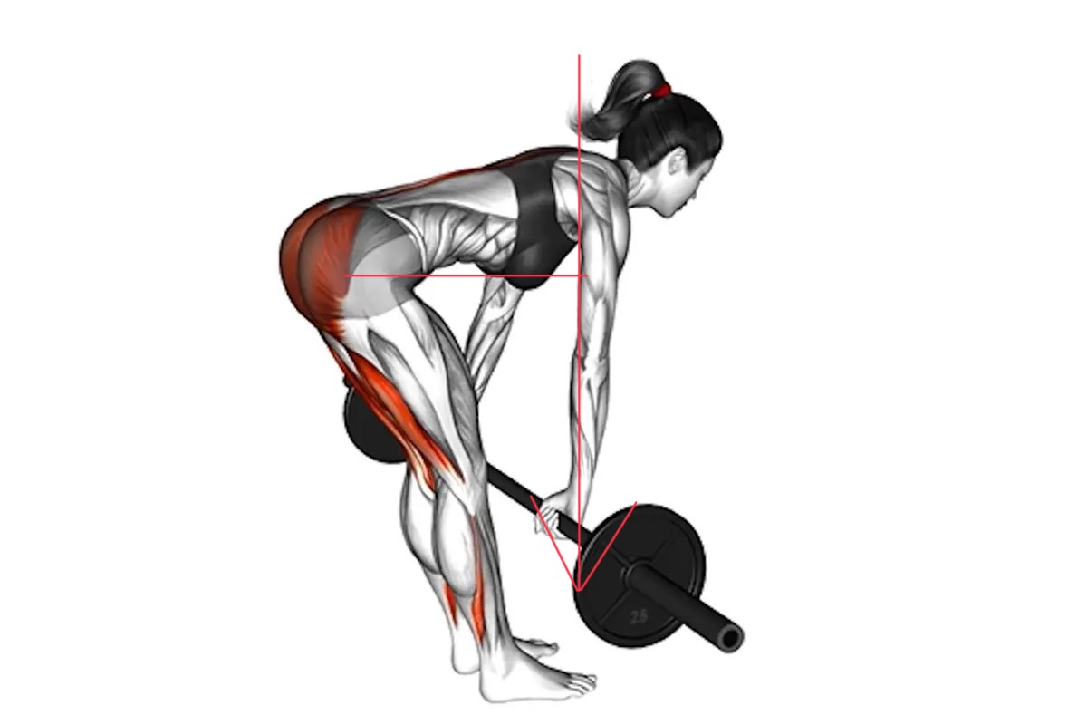 Cánh tay đòn ngoại lực của khớp hông lớn nhất tại vị trí cơ đùi sau được kéo giãn nhất trong bài Stiff Leg Deadlift