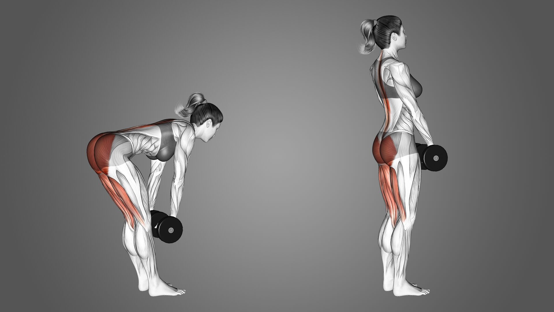Dumbbell Stiff Leg Deadlift - biến thể cho người mới bắt đầu