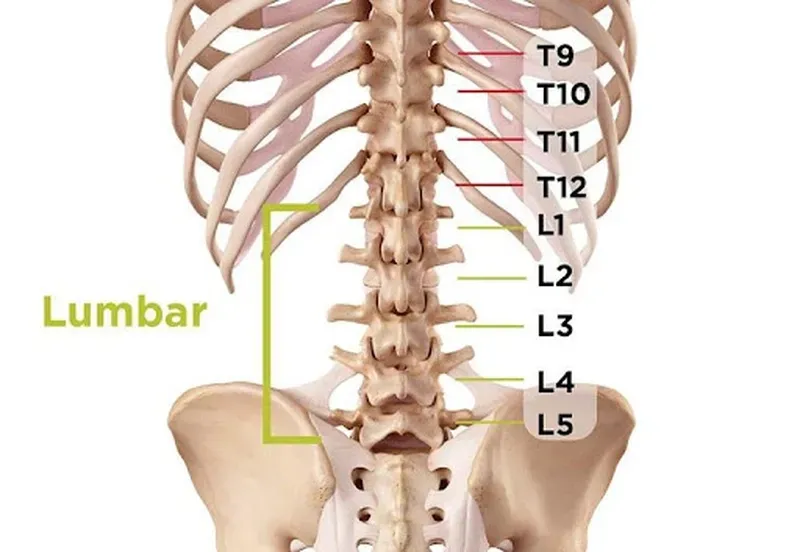 Đau cột sống lưng có thể chia thành hai nhóm chính: đau cơ học và đau do bệnh lý. 