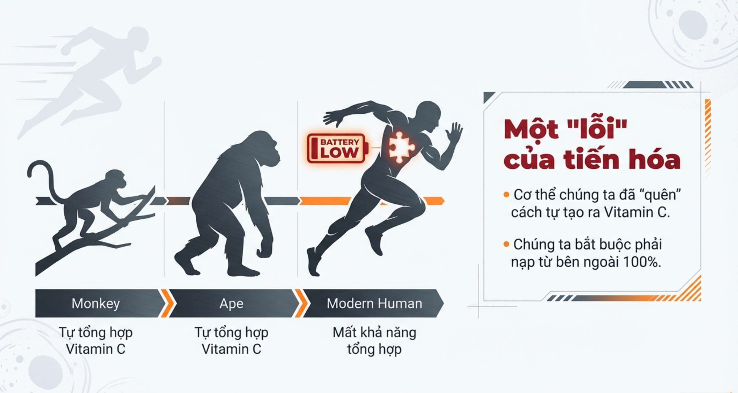 Vitamin C - một lỗi tiến hoá