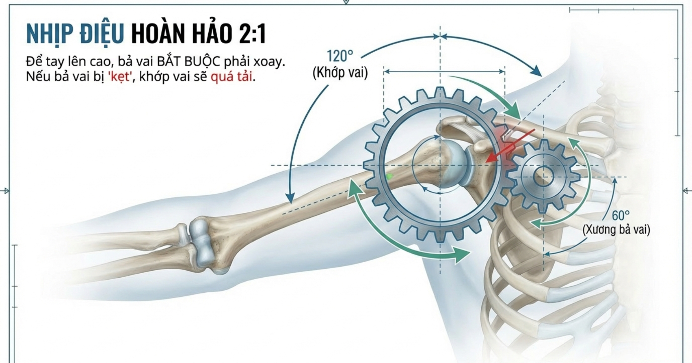 Nhịp điệu vai - bả vai
