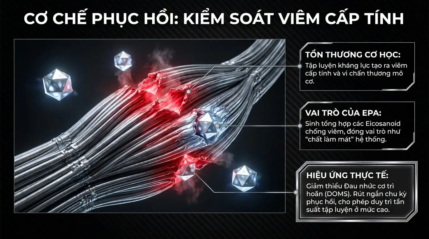 Một trong những tác dụng của Omega 3 với người tập gym là giúp phản ứng viêm "đóng lại" đúng lúc thay vì âm ỉ kéo dài